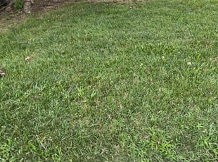 Phil W.'s Grass Cutting service result