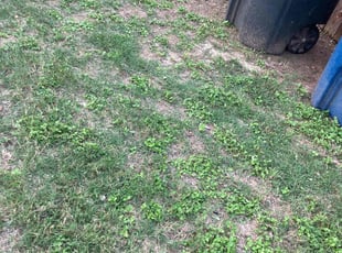 Cleanups by Michelle Galindo for Tommy W. in New Braunfels, TX