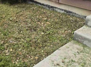 Bush Trimming by Nicholas Hall for Olga O. in Colorado Springs, CO