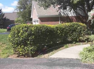 Bush Trimming by Caleb Patton for Brandon A. in Cincinnati, OH