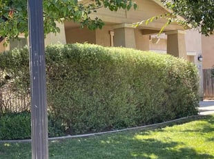 Bush Trimming by Gabriel Aldrete for Yamiah T. in Sacramento, CA