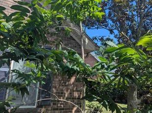 Bush Trimming by Jacob Wilson for Leo S. in Mount Pleasant, SC