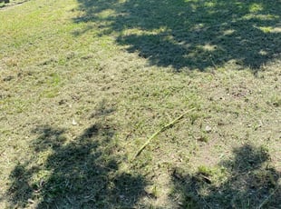 Leaf Removal by Tarri Taylor for Tanmay K. in Lafayette, LA