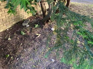 Weeding by Ricardo Binyard Jr for Kali B. in Detroit, MI