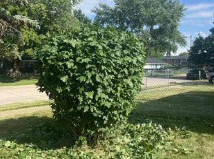 Bush Trimming by Tywuan Williams for Patricia H. in Indianapolis, IN