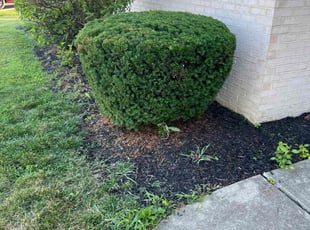 Bush Trimming by Oscar Bustos for Afsal k. in Carmel, IN