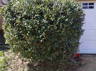 Bush Trimming by Carmen Euell for Lisa R. in Memphis, TN