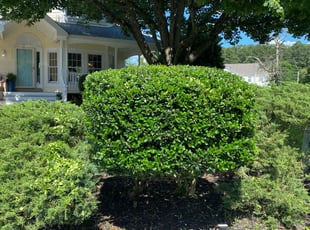 Bush Trimming by Steven Moreira for Katie P. in Chesapeake, VA