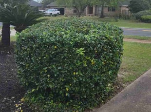 John C.'s Bush Trimming service result