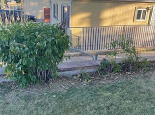 Bush Trimming by Adameus Marcum for Linda D. in Federal Heights, CO