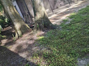Leaf Removal by Sergio Beltran for Vanessa K. in Oldsmar, FL