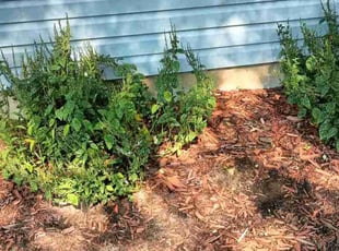 Weeding by Damond Merridith for Becky R. in St. Louis, MO