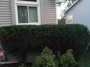 Bush Trimming by Nicole Gorman for Jennifer F. in Shawnee, KS