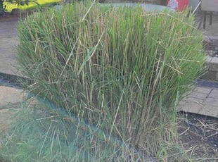 Bush Trimming by Dywane Clarke for Theresa K. in Galloway, OH