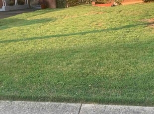 Alexia L.'s Yard Cutting service result