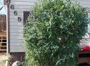 Bush Trimming by Trent Young for Jessica M. in Thornton, CO