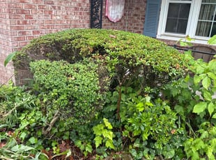 Bush Trimming by Steven Moreira for Rebecca W. in Virginia Beach, VA
