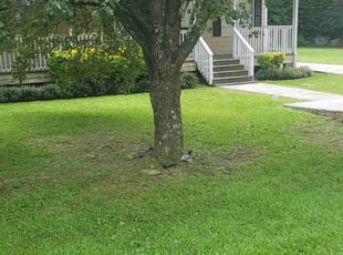 Traci B.'s Lawn Mowing Service service result