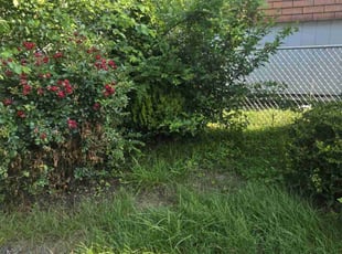Bush Trimming by Zachary Krenik for Christian F. in Chesapeake Beach, MD