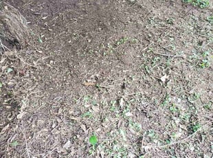 Leaf Removal by Crystal Murillo for Stylin W. in McDonough, GA