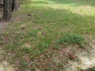 Leaf Removal by Melody Herrera for JUAN T. in Saginaw, TX