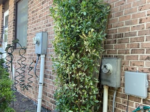 Bush Trimming by Melford Franklin for Ingrid T. in Parkville, MD