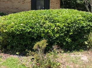 Bush Trimming by Donovan McDaniel for Terry G. in Goose Creek, SC