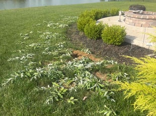 Weeding by Tywuan Williams for Eduardo J. in Fortville, IN