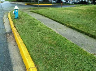 Jason P.'s Yard Cutting service result