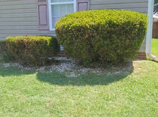 Bush Trimming by Kea J for Anthony J. in Kernersville, NC