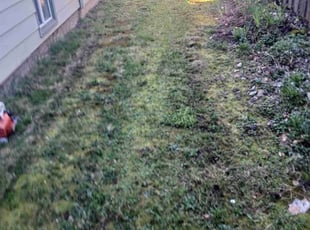 Leaf Removal by Brandon Hill for Marsha C. in Portland, OR
