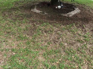 Cleanups by Chaes Pate for Gregory s. in San Antonio, TX
