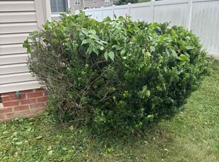 Bush Trimming by Luchie James for Charles H. in Richmond, VA