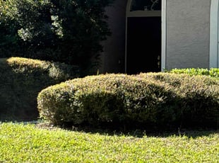 Bush Trimming by Vinnie Vazquez for Xiaoming Y. in Orlando, FL