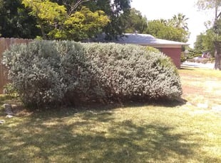 Bush Trimming by Antonio Zapata for Mary O. in San Antonio, TX