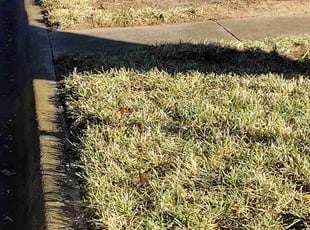Leaf Removal by Jose Martinez for Bertha V. in Fort Worth, TX