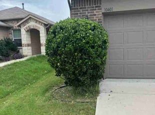 Bush Trimming by Rene Gabriel Ramirez for Najee L. in Austin, TX