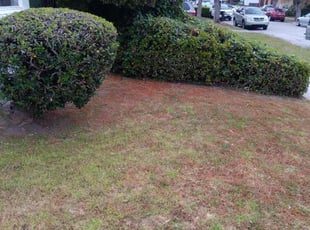 Bush Trimming by Ernesto Gonzalez for Mashari W. in Los Angeles, CA