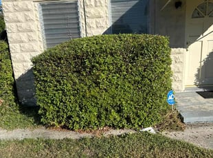Bush Trimming by Bennett Handy for Jeremy H. in Orlando, FL