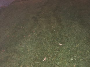 Leaf Removal by Matthew Bobbio for Janet M. in Lansing, MI