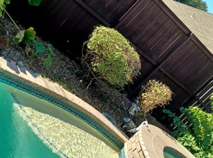 Bush Trimming by Chance Whiteley for Gena t. in Irving, TX