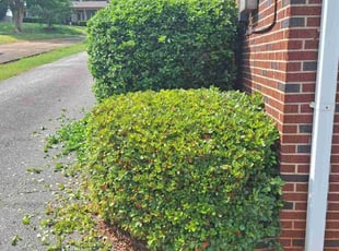 Bush Trimming by Quincy Ballenger for Mary F. in Spartanburg, SC