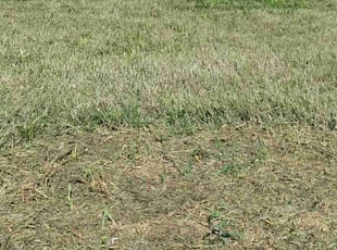 D m.'s Lawn Mowing service result
