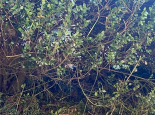 Bush Trimming by EL AllA-MuAmAd for Donna S. in Charlotte, NC