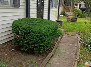 Bush Trimming by Frank Koller for Janice M. in Indianapolis, IN