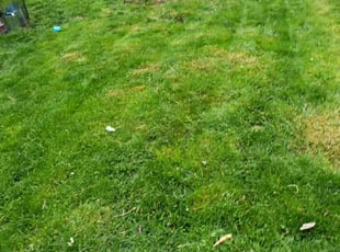 Bush Trimming by Sean Winkler for Jessica A. in Renton, WA