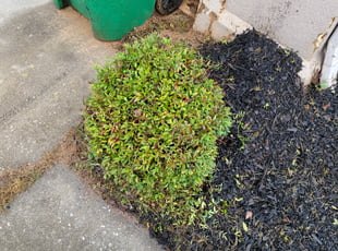 Bush Trimming by Demonta Atkinson for Dee R. in Stone Mountain, GA