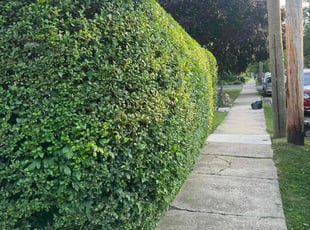 Bush Trimming by Norberto Soto for Jessica S. in Philadelphia, PA