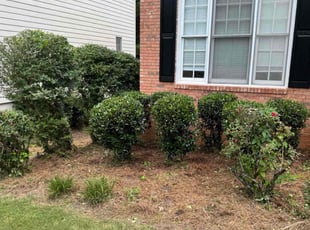 Bush Trimming by Armando J for Curt R. in Alpharetta, GA