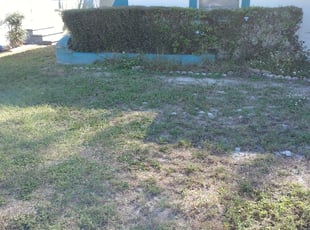 Bush Trimming by Gary Peterson for Benton W. in St. Petersburg, FL